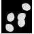 Белые лепестки